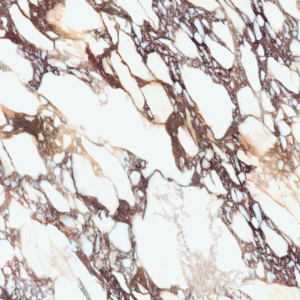 CALACATTA VIOLA B.M. (Lucidato - Pollerowane)